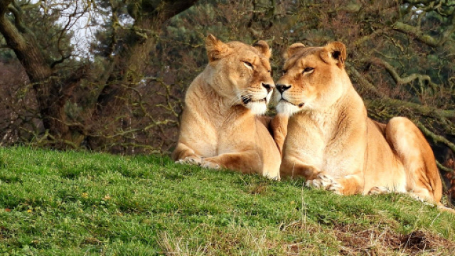 Oroscopo settimanale dal 13 al 19 aprile: Toro fiacco, Leone entusiasta.