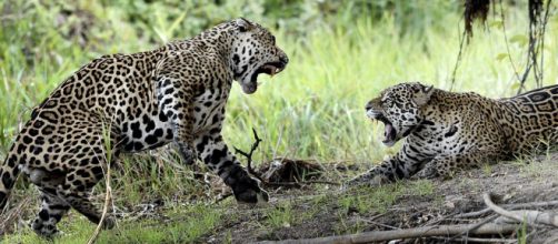 Jaguars in northern Pantanal. [Image source/Wolves201 Wikimedia Commons]