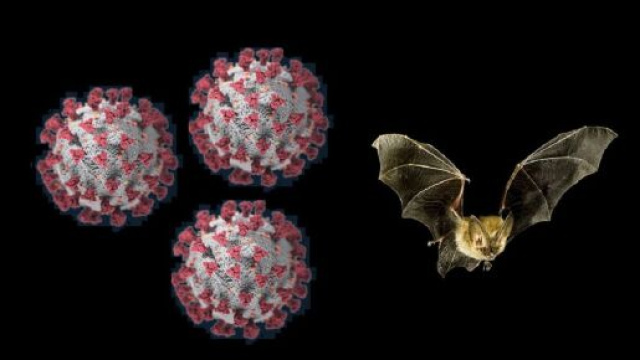 Nature Medicine: SARS-CoV-2 sarebbe il risultato di una evoluzione naturale e l&rsquo;ultimo ospite prima dell&rsquo;uomo potrebbe essere il pipistrello.