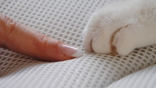 Comment faire pour que mon chat arr&ecirc;te de me griffer