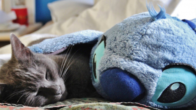 chat : comment s'en occuper correctement pendant le confinement