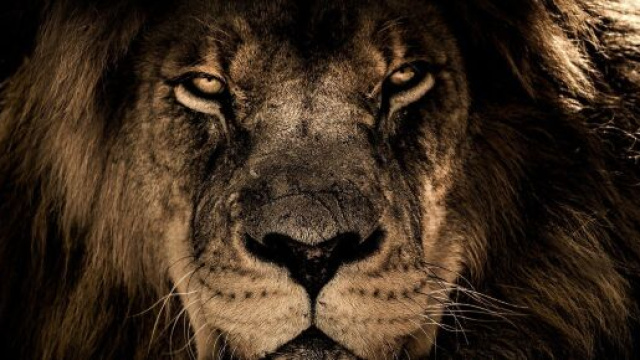 L'oroscopo di aprile per il Leone amore e lavoro.