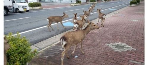 Animales que han invadido las ciudades mientras la gente est&aacute; en ... - cuantarazon.com