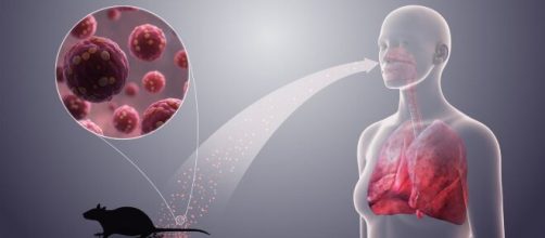 Las ratas y los ratones son los principales portadores del Hantavirus. - wikimedia.org