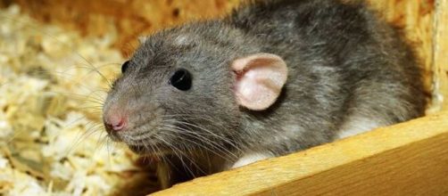 Hantavirus in China - Image credit - Kapa65 / CCO/Pixabay