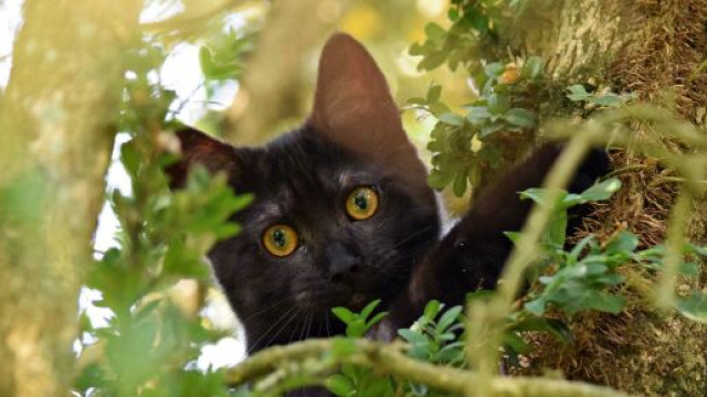 chat pourquoi il fugue trop souvent