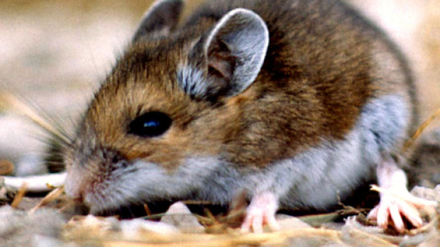 Hantavirus: un operaio deceduto in Cina, aveva sintomi simili al Covid-19, ma &egrave; raro