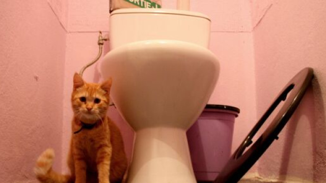 chat s'il vous suite aux toilettes ce n'est pas seulement car il a peur