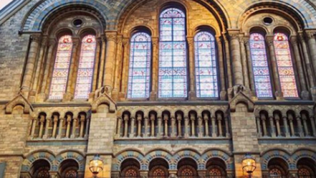 Confinement : 5 visites virtuelles dans le monde &agrave; faire depuis votre canap&eacute;. Credit :natural_history_museum