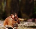El Hantavirus no debe crear preocupación entre la población