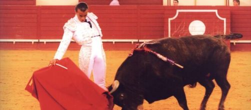 Touros s&atilde;o salvos de maus tratos em fun&ccedil;&atilde;o do Coronav&iacute;rus. (Arquivo Blasting News)