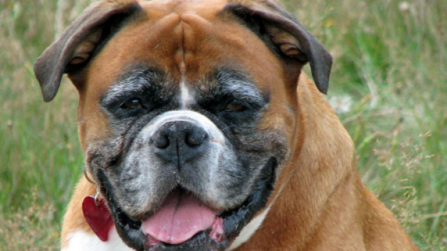 Chien : 5 conseils pour prendre soin de lui lorsqu'il est &acirc;g&eacute;