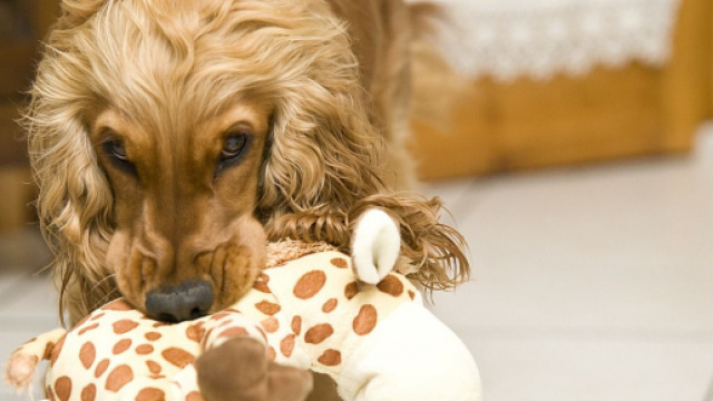 Chien : comment faire pour l'occuper pendant le confinement ?