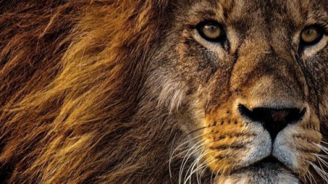 L'oroscopo della settimana dal 13 al 19 aprile, 1^ sestina: litigi per Cancro, ottimo il Leone.