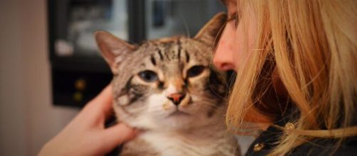 Consejos para educar a tu gato