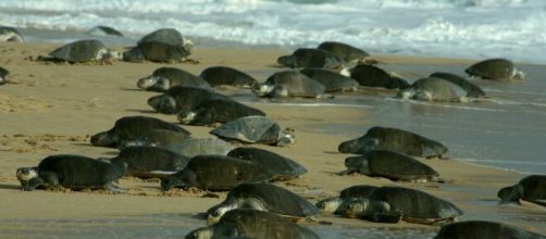 70 mil tortugas marinas pudieron anidar en playas vac&iacute;as por efecto del coronavirus. Foto Gustavo Zambrano - Flickr(Foto