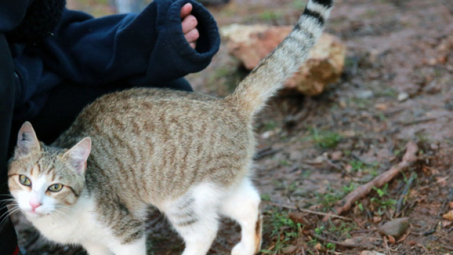 chat et coronavirus la science a parl&eacute;