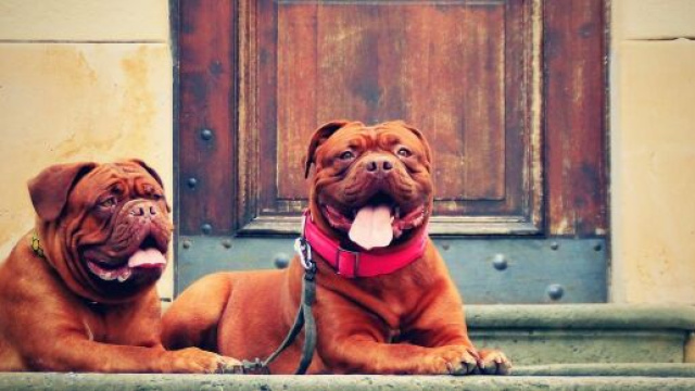 chien : il ne faudrait pas d&eacute;sinfecter ses pattes trop souvent