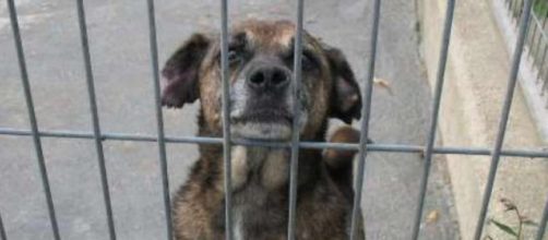 El nivel de solicitudes de adopci&oacute;n de un perro en estas fechas se asemeja al de Navidad