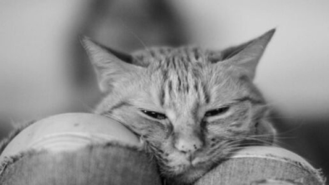 chat : s'il dort sur vos genoux ce n'est pas seulement pour vos v&ecirc;tements