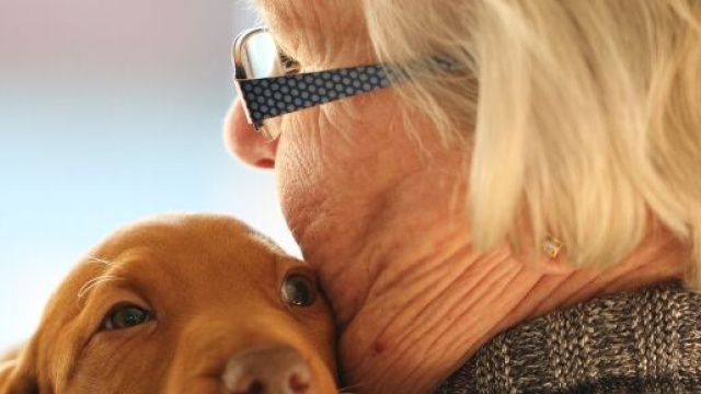 chien : s'il souffre d'hyper attachement il existe des pistes pour y rem&eacute;dier