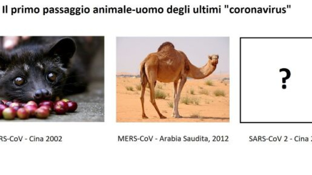 I coronavirus che infettano l&rsquo;uomo possono arrivare dagli animali. Adesso si cerca l&rsquo;animale ospite del SARS-CoV-2.