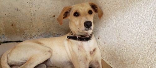 Cachorro agora ser&aacute; encaminhado para ado&ccedil;&atilde;o. (Divulga&ccedil;&atilde;o)