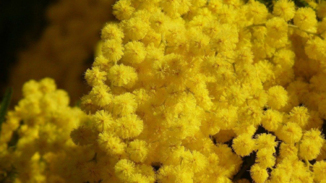 5 frasi e citazioni da dedicare per la Festa della Donna.