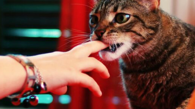 5 raisons qui expliquent pourquoi votre chat vous mord