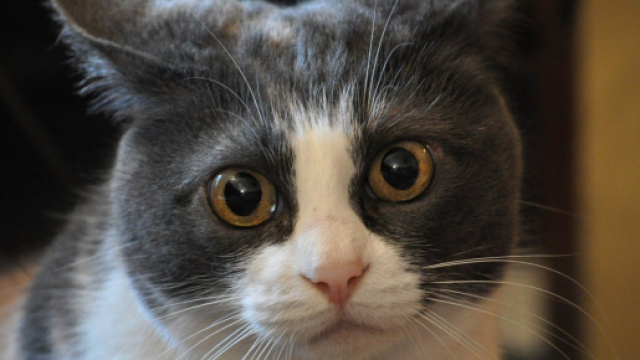 Chat : 5 signes qui montrent qu'il est triste. Credit : Pixabay