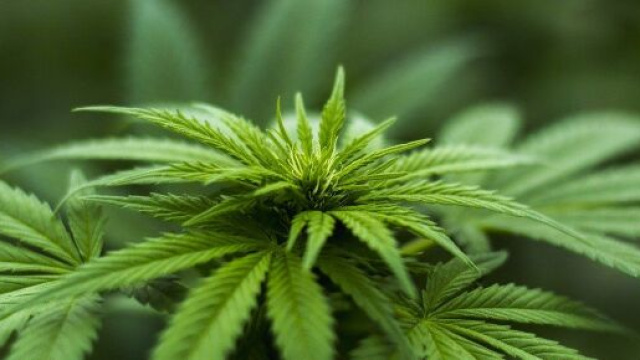 Le cannabis renfermerait un nouvel antibiotique