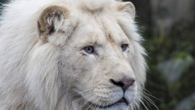 Oroscopo, classifica del 7 marzo: Pesci bizzosi, Leone ostinato.