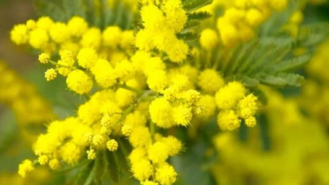 Cinque frasi per festeggiare la festa della donna.