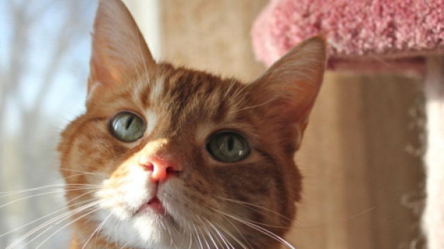 5 signes qui montrent qu'un chat est anxieux