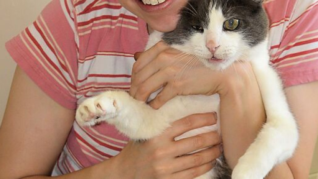 Pourquoi votre chat n'aime pas &ecirc;tre pris dans les bras