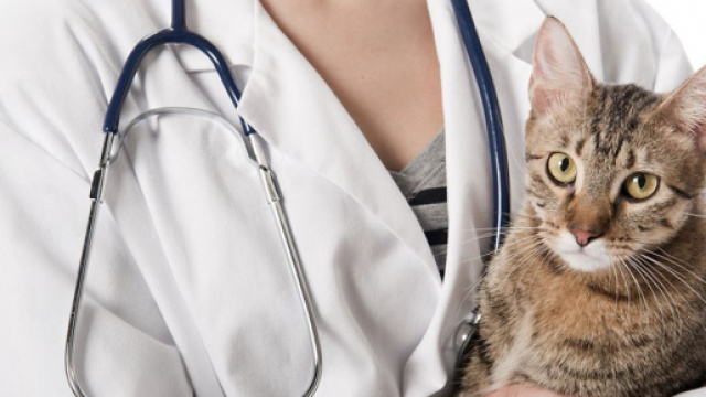 Le chat positif au coronavirus interroge les expterts