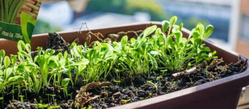 Hortas caseiras s&atilde;o &oacute;timas formas para relaxar. (Arquivo Blasting News)