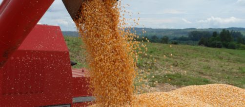 Produ&ccedil;&atilde;o de gr&atilde;os nacional atingir&aacute; novo recorde, refor&ccedil;ando a pot&ecirc;ncia agr&iacute;cola do Brasil (Arquivo Blasting News)