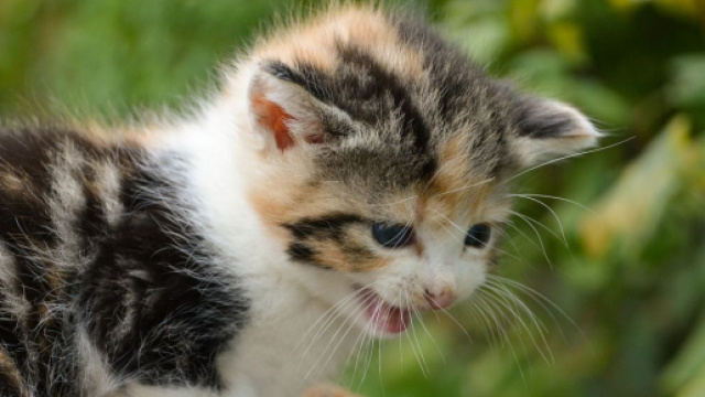 Chat : ce qu'il essaie de vous dire quand il miaule