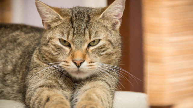 chat : la Chine l'enl&egrave;ve de la liste des animaux comestibles