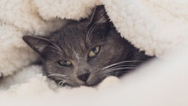 chat s'il dort dans votre lit ce n'est pas seulement parce qu'il est moelleux