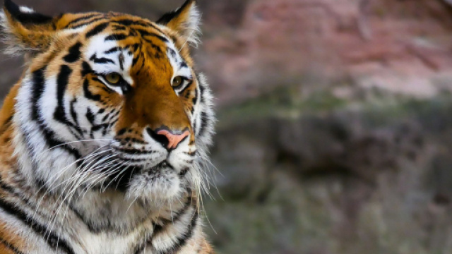 Un tigre aux Etats-Unis a attrap&eacute; le covid-19. Credit : Pixabay/Pexels