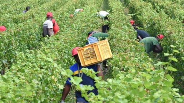 Braccianti agricoli impiegati in campagna