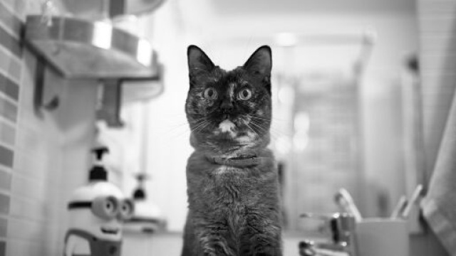 chat s'il vous suit dans la salle de bain ce n'est pas seulement pour l'eau