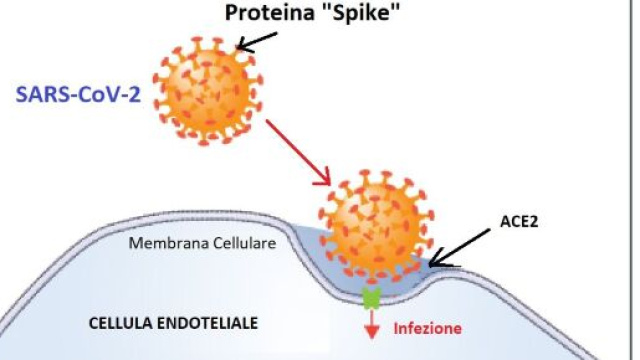 La maggiore vulnerabilit&agrave; degli uomini rispetto alle donne, al Covid-19, pu&ograve; avere una base biologica associata agli estrogeni e androgeni.