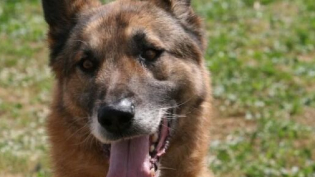 Una storia commovente arriva da Pisa e riguarda Stella, un pastore tedesco di 7 anni.