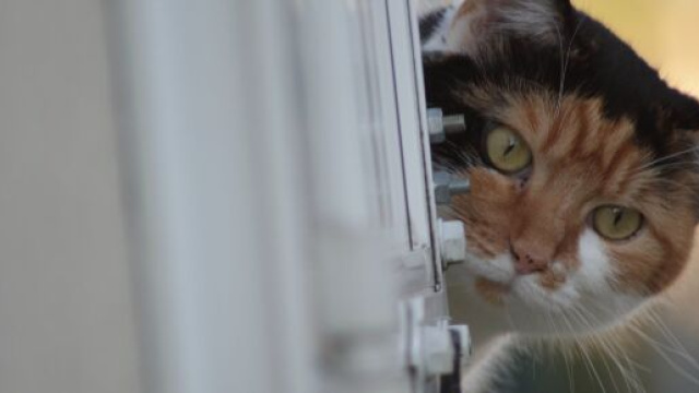 chat : il aurait de nombreux avantages sur la sant&eacute;