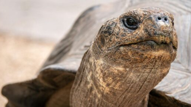 Roma, donna porta a spasso una tartaruga a Centocelle: multata