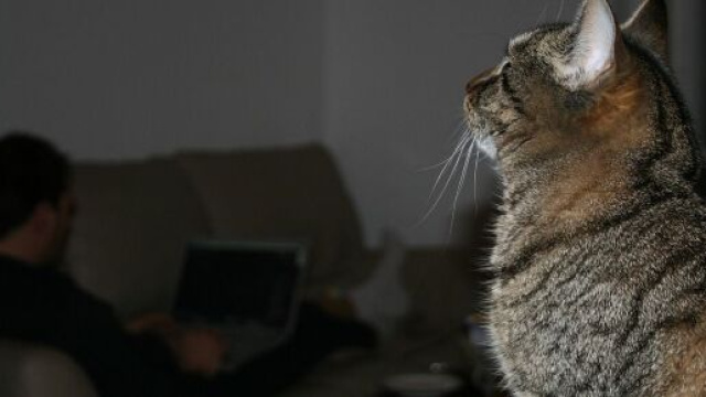 votre chat vous supporterait moins que d'habitude