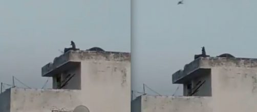 V&iacute;deo mostra macaco 'empinando' pipa na &Iacute;ndia. (Reprodu&ccedil;&atilde;o/Redes Sociais)